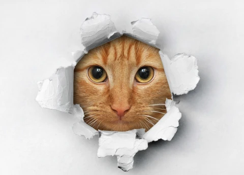 Котики атакуют: самые очаровательные чехлы для iPhone 17 Pro Max уже здесь