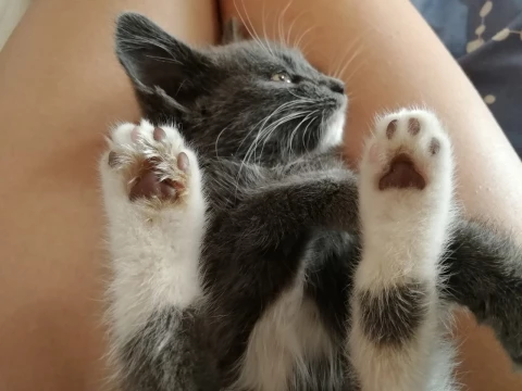 Котолапка: як проста іграшка стала феноменом соцмереж