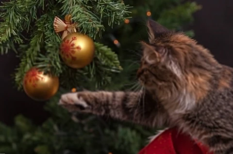 Новый Год: история праздника, которая пряталась у всех под елкой